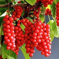 Self-Pollinating Schisandra Chinensis Cuttings - Limonnik Wu Wei Zi Vine for Garden or Home, 20 Plant Cuttings