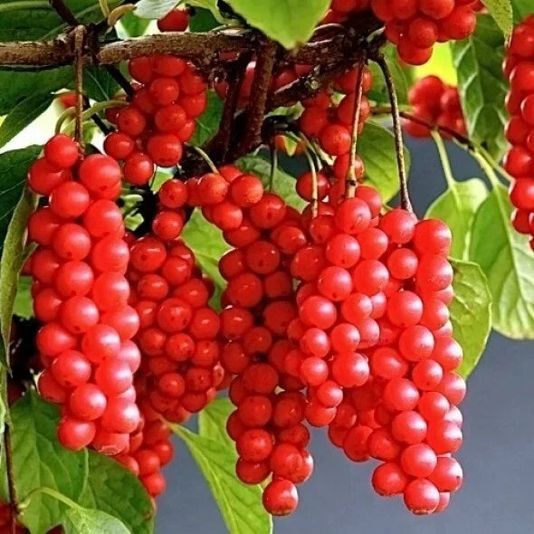 Self-Pollinating Schisandra Chinensis Cuttings - Limonnik Wu Wei Zi Vine for Garden or Home, 20 Plant Cuttings