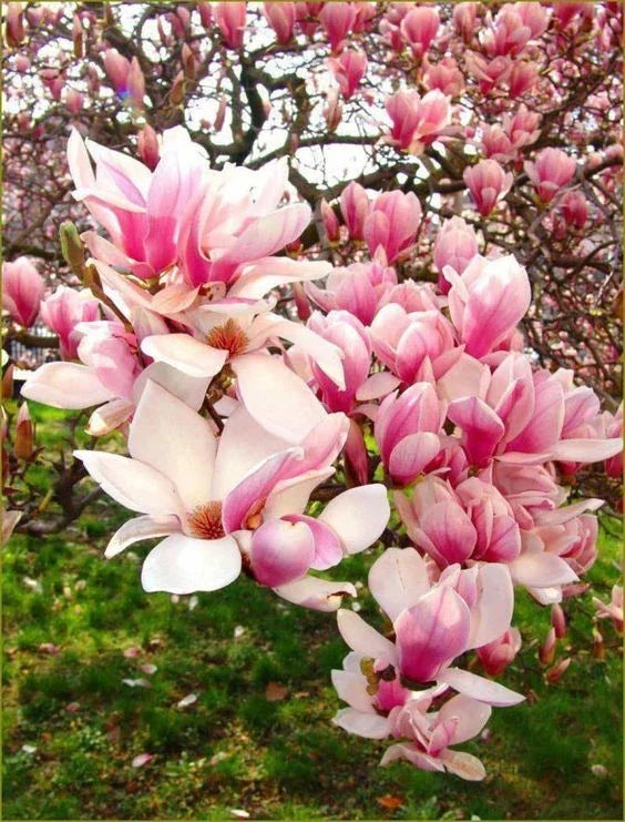 Chinese Magnolia Seeds - 5 Pack Magnolia denudata Fragrant Tulip Tree Seeds for Garden, Landscape & Pots