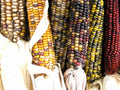 Indian Ornamental Corn Seeds - Zea mays, Colorful Decorative Corn, 30 Seeds, Garden, Fall Decor, Wildlife Attractant