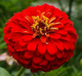 Cherry Queen Zinnia Seeds - Red Annual Flower Seeds for Garden, Zinnia elegans, 100+ Seeds