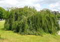 Weeping Birch Seeds 1000 Bulk Betula Pendula Drought Tolerant Hardy Tree for Landscaping & Bonsai