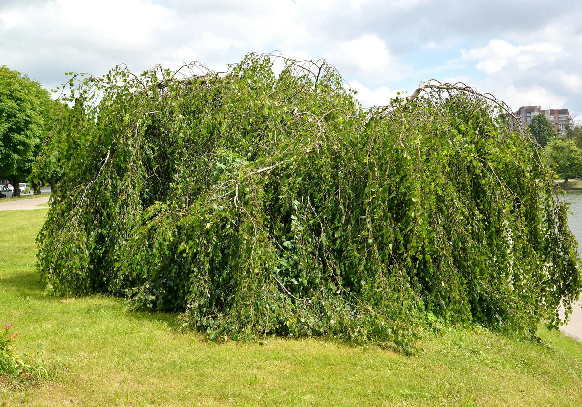 Weeping Birch Seeds 1000 Bulk Betula Pendula Drought Tolerant Hardy Tree for Landscaping & Bonsai