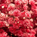 Crimson Red Baby's Breath Seeds | Non-GMO Gypsophila elegans | Vibrant Crimson Flowers for Gardens & Bouquets