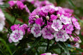 Sweet William Carnation Seeds - 200+ Pack for Garden Planting - Dianthus barbatus - Vibrant Colors, Easy to Grow, USA Grown