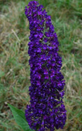Butterfly Bush Plant - 1-Gallon Pot - Groovy Grape Variety - Vibrant Purple Flowers - Buddleja davidii for Gardens & Landscapes