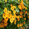Black Eyed Susan Vine Seeds - 100 Count Thunbergia alata Climbing Flower Seeds for Garden, Full Sun, Exotic Garden Flowers, Made in USA