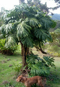 Giant Monstera Deliciosa Seedling in 2" Pot – Tropical Houseplant, Green, Monstera deliciosa