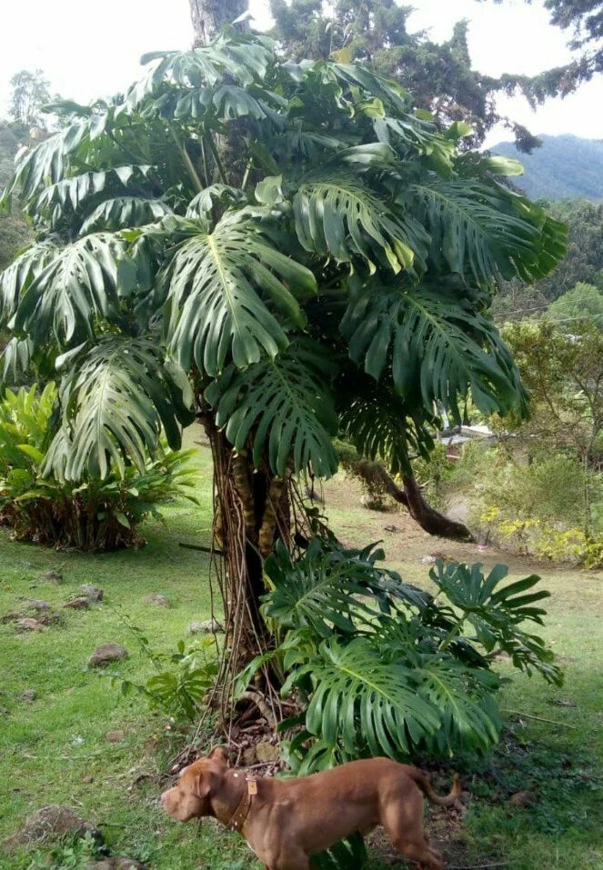 Giant Monstera Deliciosa Seedling in 2" Pot – Tropical Houseplant, Green, Monstera deliciosa