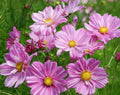 Rosetta Cosmos Seeds - 200+ Pack, Bright Pink & White Flowers, Cosmos bipinnatus, Annual Garden Seeds for Borders & Containers
