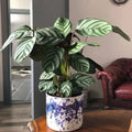 Calathea Seeds - Anulque Variety for Indoor & Outdoor Gardening - Calathea ornata Planting Pack