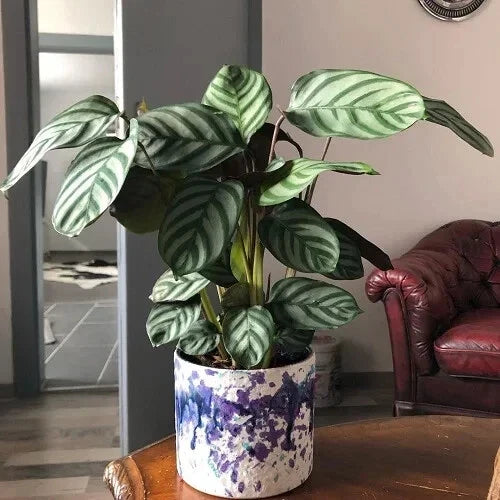 Calathea Seeds - Anulque Variety for Indoor & Outdoor Gardening - Calathea ornata Planting Pack