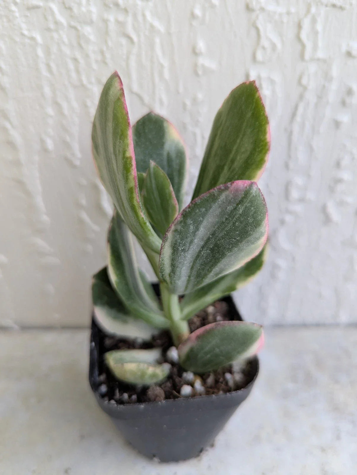 Variegated Jade Plant in 2-Inch Pot, Crassula Ovata Succulent, Live Houseplant, Indoor or Outdoor Decor