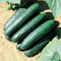 Marketmore 76 Cucumber Seeds – Organic Heirloom Non-GMO Cucumis sativus for Home Garden, Salad, and Pickling