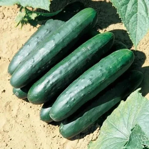 Marketmore 76 Cucumber Seeds – Organic Heirloom Non-GMO Cucumis sativus for Home Garden, Salad, and Pickling