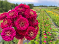 Benary Giant Wine Zinnia Seeds - 100+ Count, Vibrant Flowering Annual, Zinnia elegans, Garden Planting, USA Quality