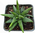 Haworthia Attenuata 'Enon' Succulent Plant - 4" Pot, Green & White Variegated Indoor Houseplant