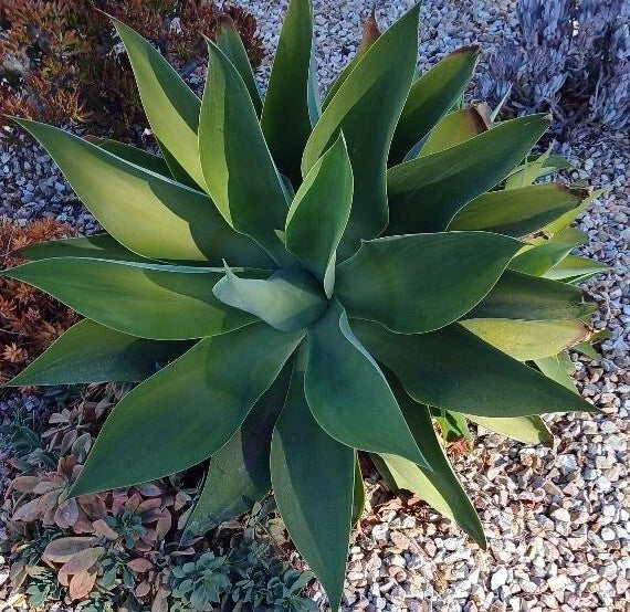 Large Cactus Cutting #50 for Propagation - Succulent Garden Plant
