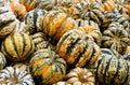 Celebration Squash Seeds – Heirloom Cucurbita pepo for Home Gardening & Cooking – Non-GMO, Full Sun, Vining Plant Packet