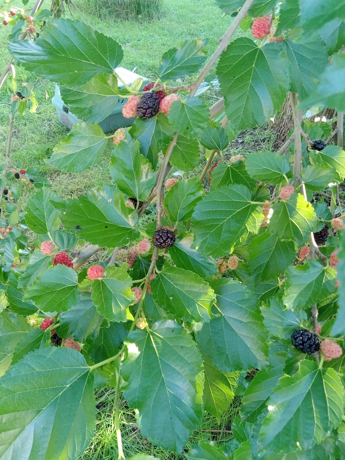 Small Black Mulberry Tree Live Plant - Compact Morus nigra for Gardens & Patios
