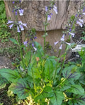 Lyre-Leaved Sage Seeds - Organic Salvia lyrata, Perennial Wildflower Seeds for Pollinators, Non-GMO, Garden Planting Seeds