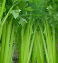 Tall Utah Celery Seeds 1000+ Non-GMO Apium graveolens Vegetable Garden Salad Soup Starter