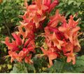 Cape Town Coral Tecomaria Starter Plant - Tecomaria capensis Hummingbird Attractor