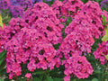 Material Girl Phlox Seeds - 100+ Pack, Phlox paniculata, Vibrant Flowers, Perennial, Garden Planting, USA Grown