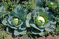 Cabbage Seeds - Heirloom Brunswick Variety - Non-GMO Brassica oleracea - 100+ Fresh Seeds for Gardening & Cooking