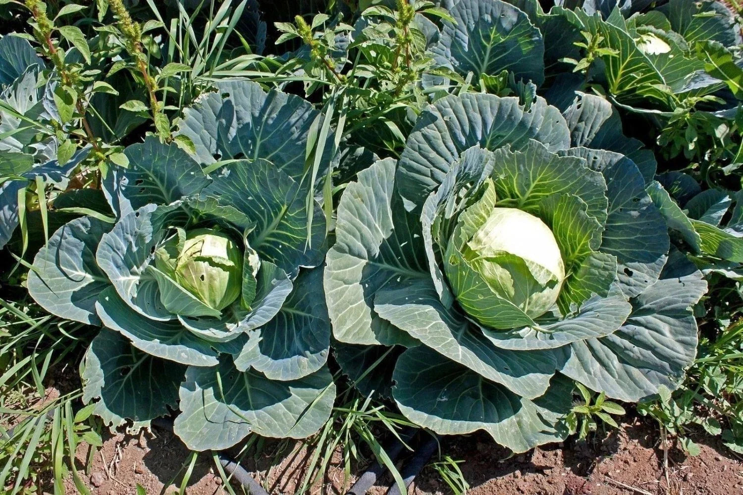 Cabbage Seeds - Heirloom Brunswick Variety - Non-GMO Brassica oleracea - 100+ Fresh Seeds for Gardening & Cooking