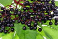 Elderberry Live Plant Set of 2 – Bare Root Sambucus nigra Edible & Medicinal, Hardy Zones 5-9