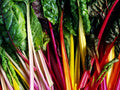 Rainbow Swiss Chard Seeds - 50+ Pack, Colorful Beta vulgaris var. cicla, Perpetual Greens for Garden & Container Planting