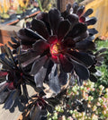 Aeonium 'Black Rose' Cutting - 3-4 Inch Succulent Plant, Dark Purple Foliage, Echeveria Family