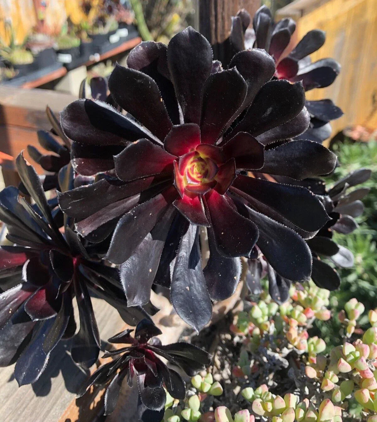 Aeonium 'Black Rose' Cutting - 3-4 Inch Succulent Plant, Dark Purple Foliage, Echeveria Family