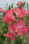 Dream Girl Sweet Pea Seeds – 50+ Heirloom Flower Seeds for Garden Climbing Vines, Fragrant Pink, Lavender & White Lathyrus odoratus