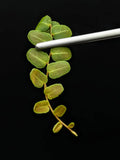 Marcgravia sp. Ecuador #9 10-Leaf Cutting for Indoor Terrarium and Garden, Unique Climbing Vine Plant