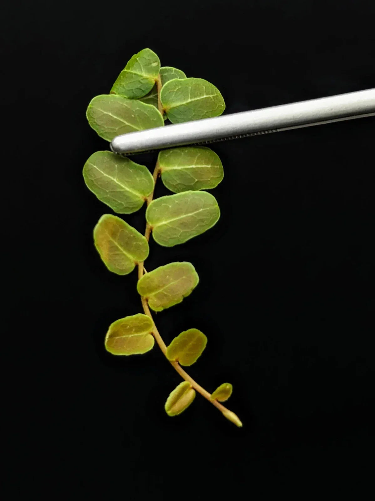 Marcgravia sp. Ecuador #9 10-Leaf Cutting for Indoor Terrarium and Garden, Unique Climbing Vine Plant