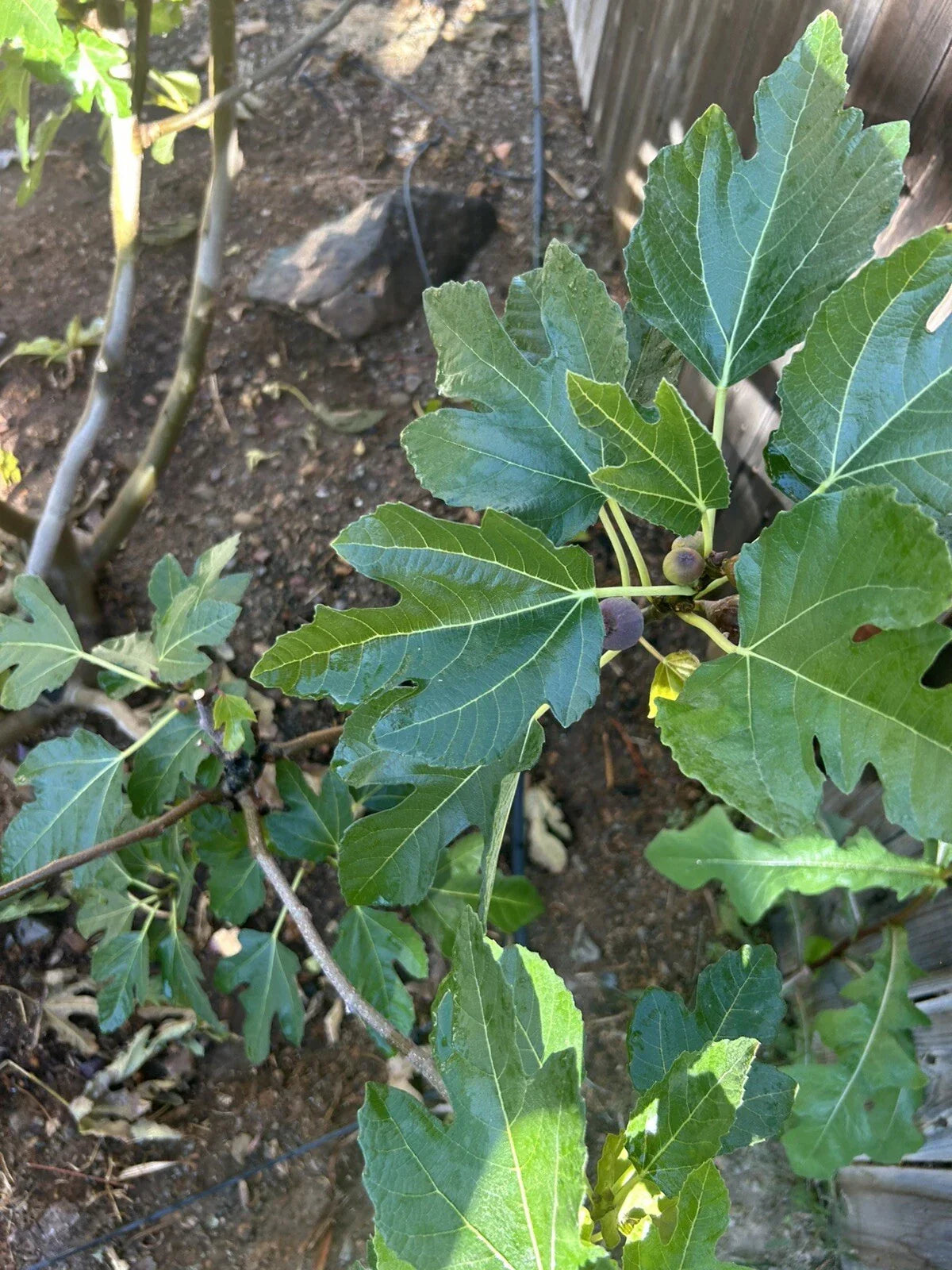 Black Madeira Fig Cuttings - 3 Pack Ficus carica 'Black Madeira' for Propagation, Fruit Tree, Garden Plant