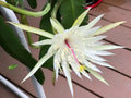 Epiphyllum Orchid Cactus Cuttings - Night Blooming Cereus Hookeri Strictum - 3 Pieces for Indoor & Outdoor Gardening