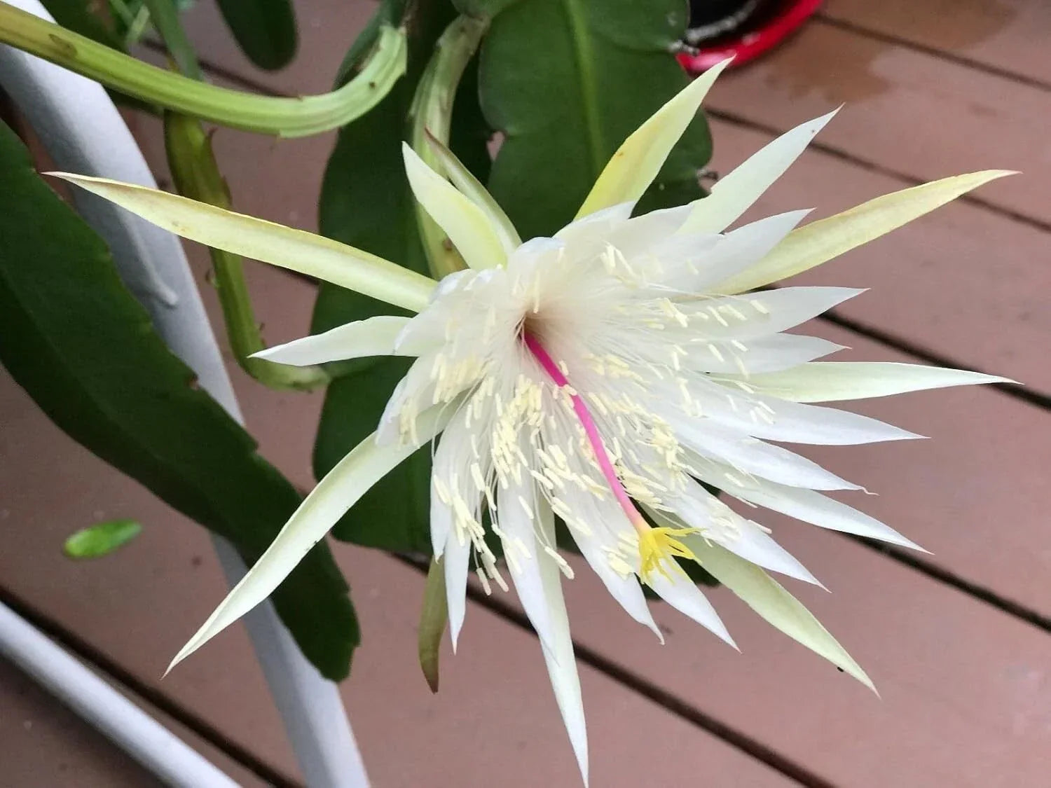 Epiphyllum Orchid Cactus Cuttings - Night Blooming Cereus Hookeri Strictum - 3 Pieces for Indoor & Outdoor Gardening