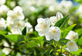 Bonsai Tree Seeds - White Jasmine (Jasminum polyanthum) - Fragrant White Flowers, Easy to Grow, Compact Indoor/Outdoor Plant