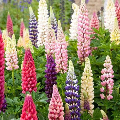 Russell Lupine Seeds – Non-GMO, Blue, Pink, Purple, White Flower Seeds for Garden, Borders & Wildflower Meadows, Lupinus polyphyllus