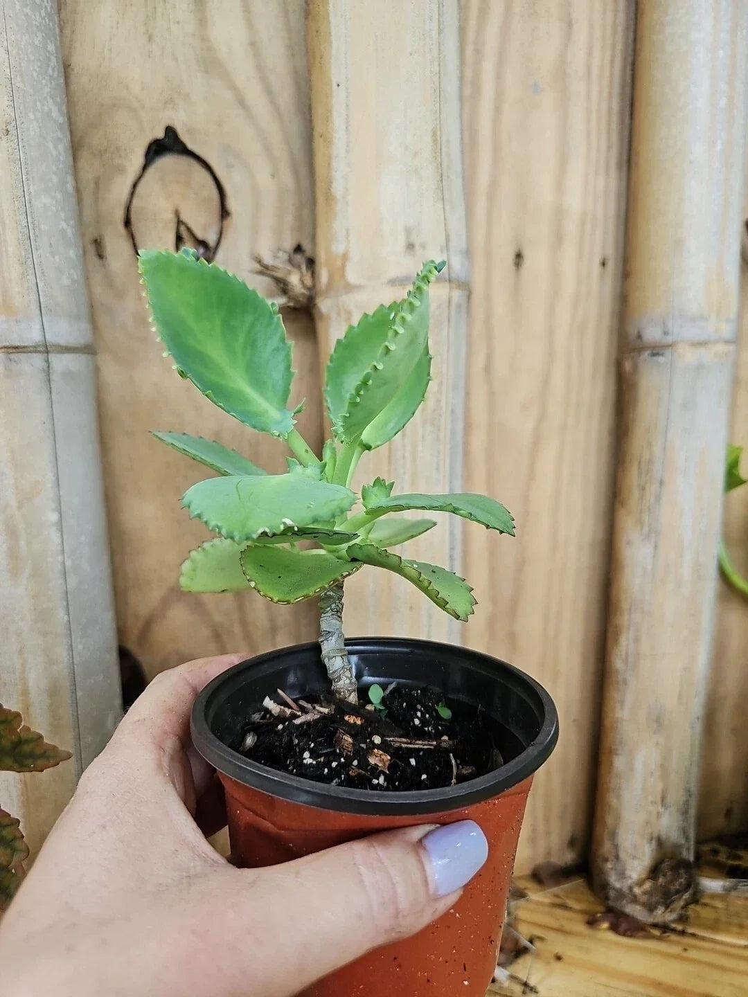 Mother of Thousands Succulent Plant 4" Kalanchoe daigremontiana with Pups, Mexican Hat Plant, Indoor/Outdoor Care