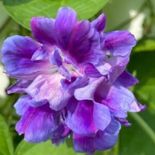 Spanish Blue Eyes Morning Glory Seeds - Climbing Vine Annual Flowers - Ipomoea indica - 20 Pack