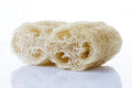 Sponge Gourd Seeds - 20 Pack, Luffa aegyptiaca, Easy to Grow Exotic Vegetable, Organic Gardening