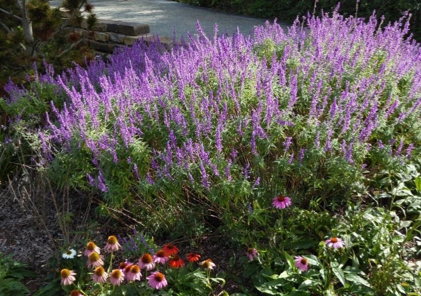Mexican Sage Starter Plant 6-10" Salvia leucantha 'Santa Barbara' Drought Tolerant Purple Flowers Full Sun