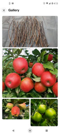 Apple Tree Grafting Scions - 6+1 Free Live Cuttings for Rooting - Malus domestica Fruit Tree Propagation