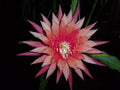 Epiphyllum Orchid Cactus Kiwi Beloved Cutting - Indoor Tropical Succulent
