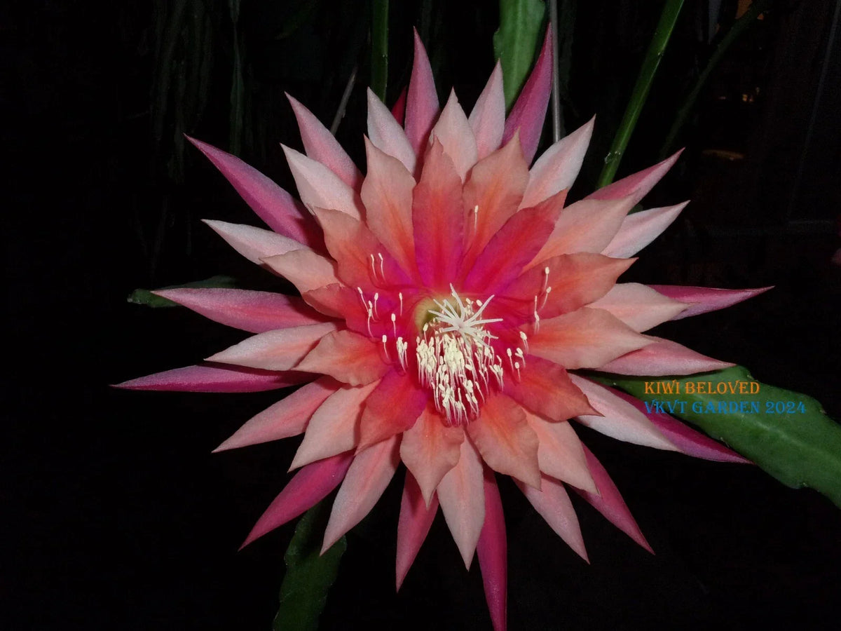 Epiphyllum Orchid Cactus Kiwi Beloved Cutting - Indoor Tropical Succulent