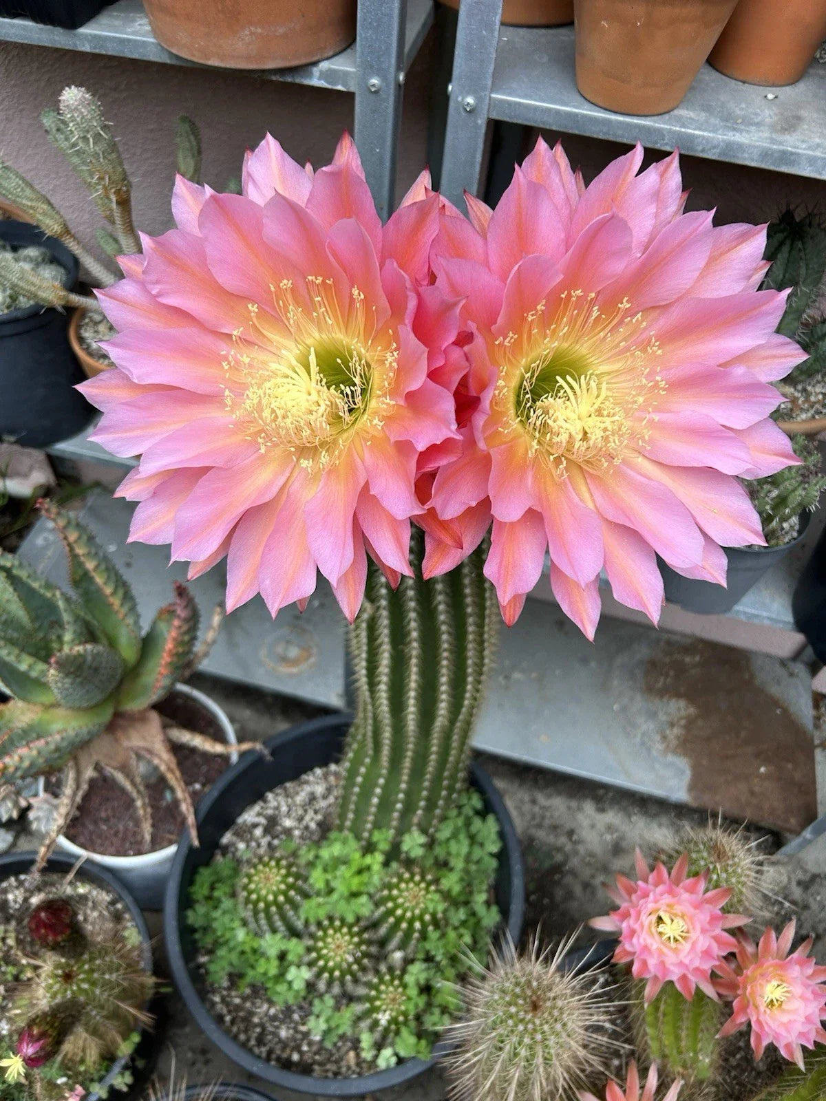 Echinopsis Hybrid Cactus Cutting ~6 Inches | Flying Saucer Succulent Indoor Plant | Unique Drought-Resistant Cactus
